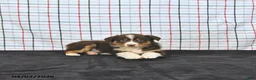 Australian Shepherd dogs for sale: Paige - Ad 3