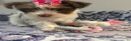 Yorkshire Terrier dogs for sale: Brittany - Ad 4