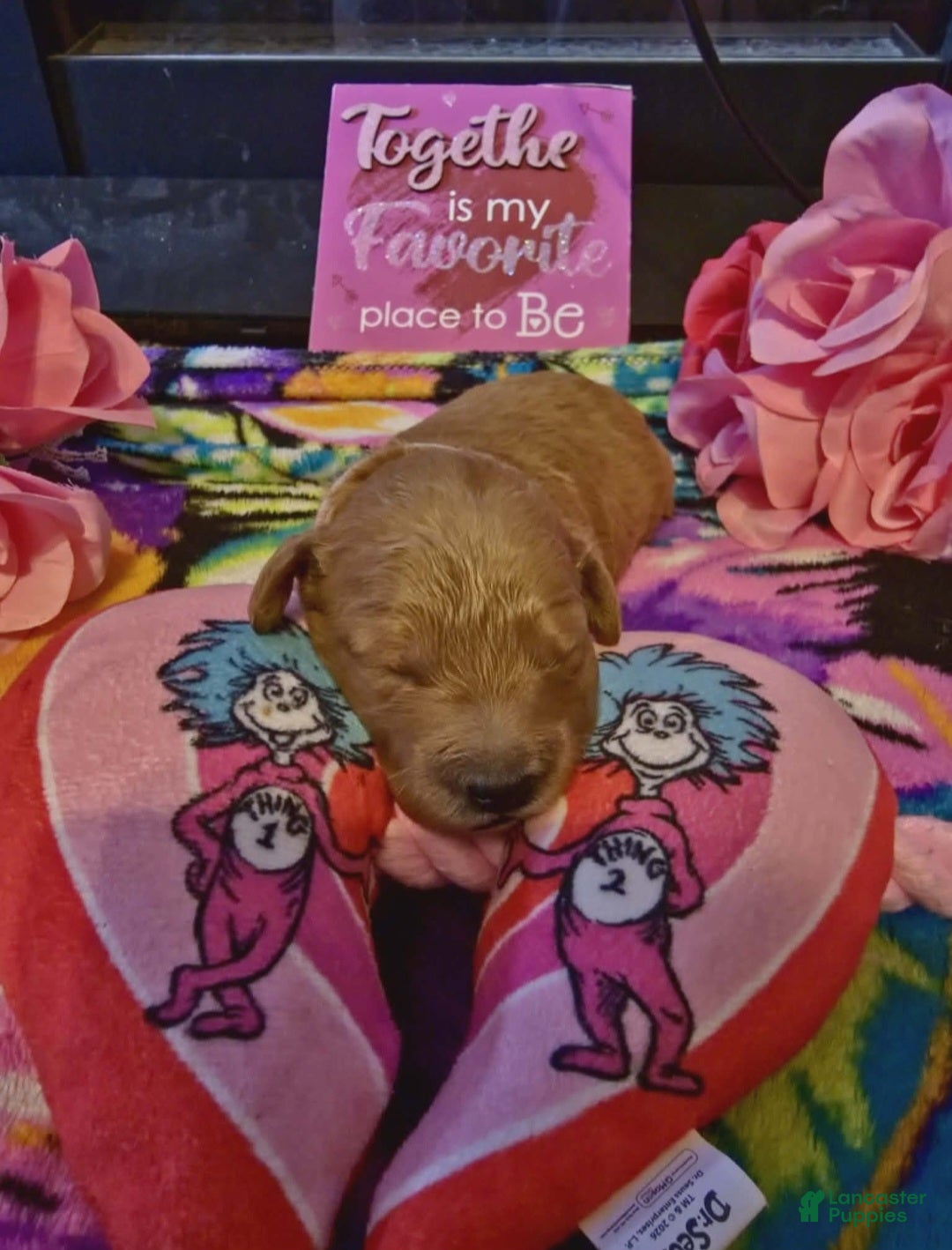 Mini Goldendoodle dogs lucy - Ad 2
