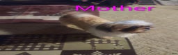 Mixed Breed dogs for sale: Mixed Breed Puppy 2 - Ad 9