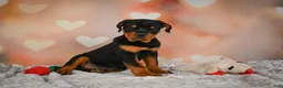 Rottweiler dogs for sale: Ace - Ad 3