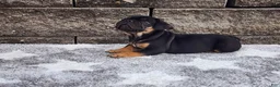 French Bulldog dogs for sale: Logan - Ad 4