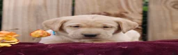 Labrador Retriever dogs for sale: Rory  - Ad 4