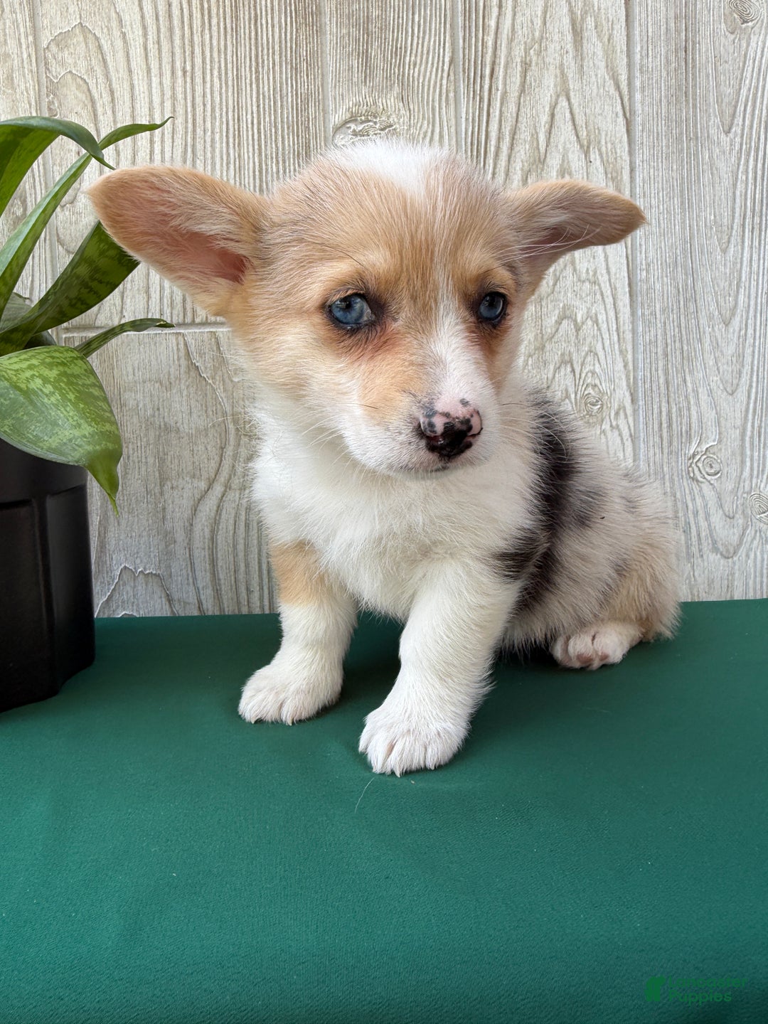 Welsh Corgi Pembroke dogs for sale: Jade - Ad 12