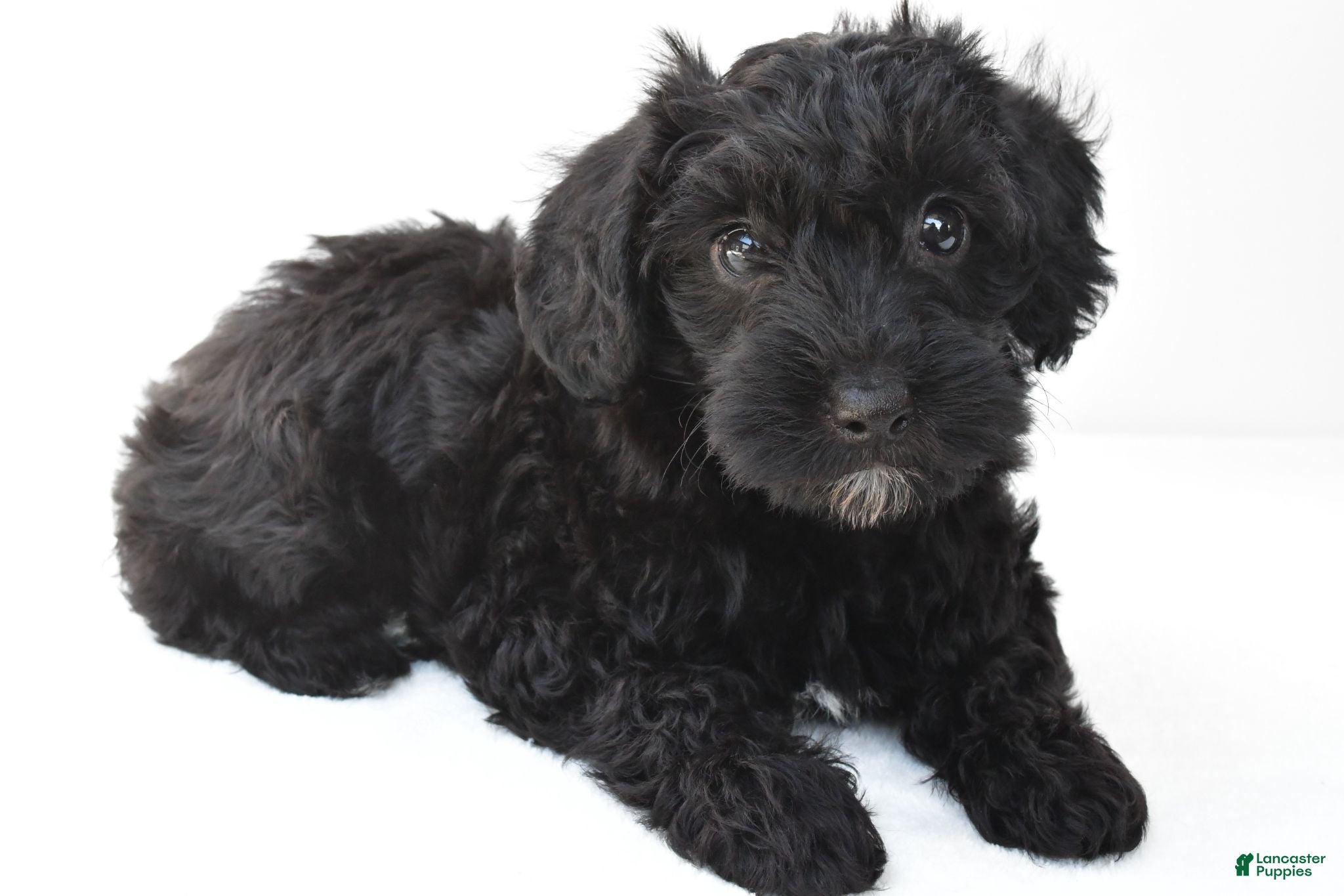Schnoodle dogs Zoey - Ad 1