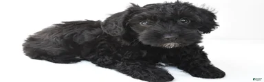 Zoey