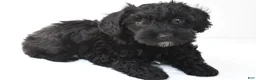 Schnoodle dogs for sale: Zoey - Ad 1