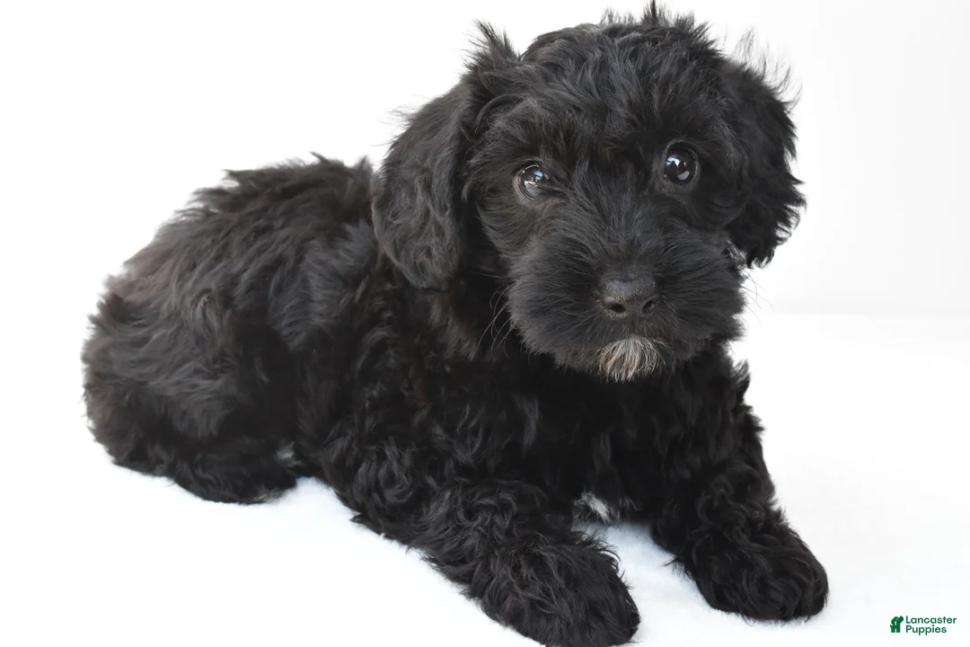 Schnoodle dogs for sale: Zoey - Ad 1