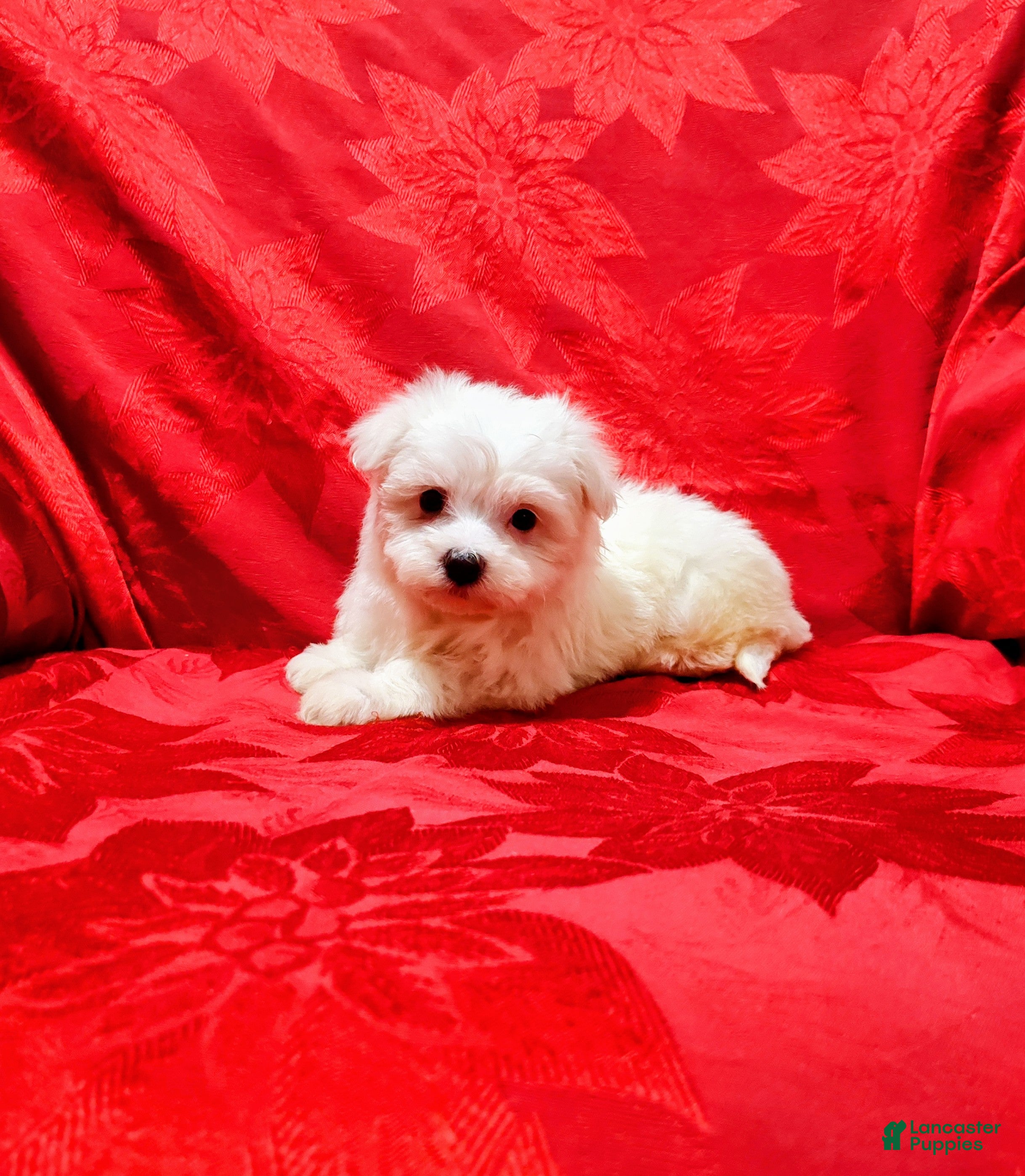 Maltese dogs for sale: Jewels - Ad 2