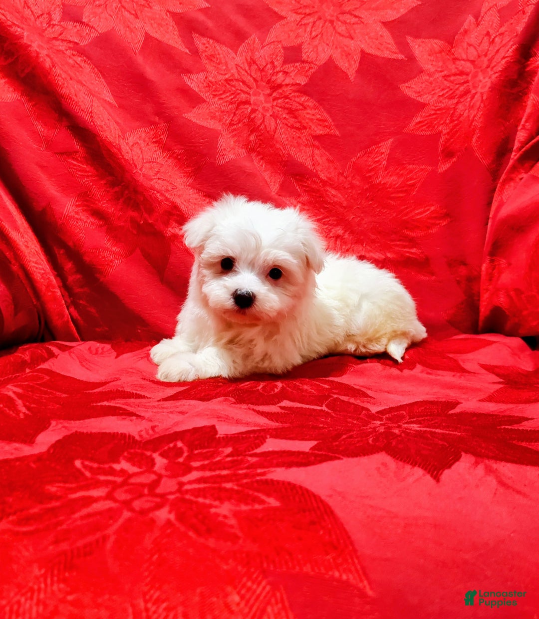 Maltese dogs for sale: Jewels - Ad 1