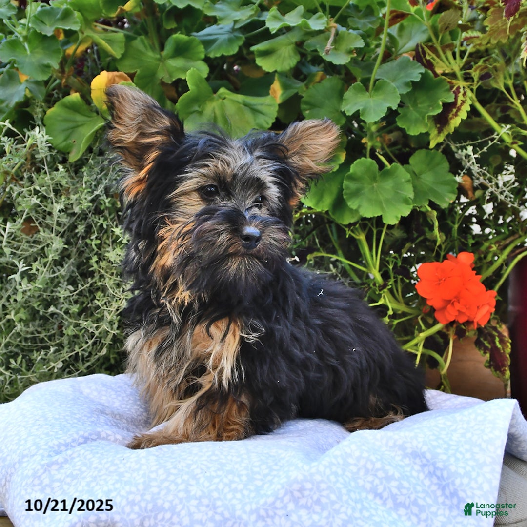 Yorkshire Terrier dogs for sale: Anthony - Ad 10