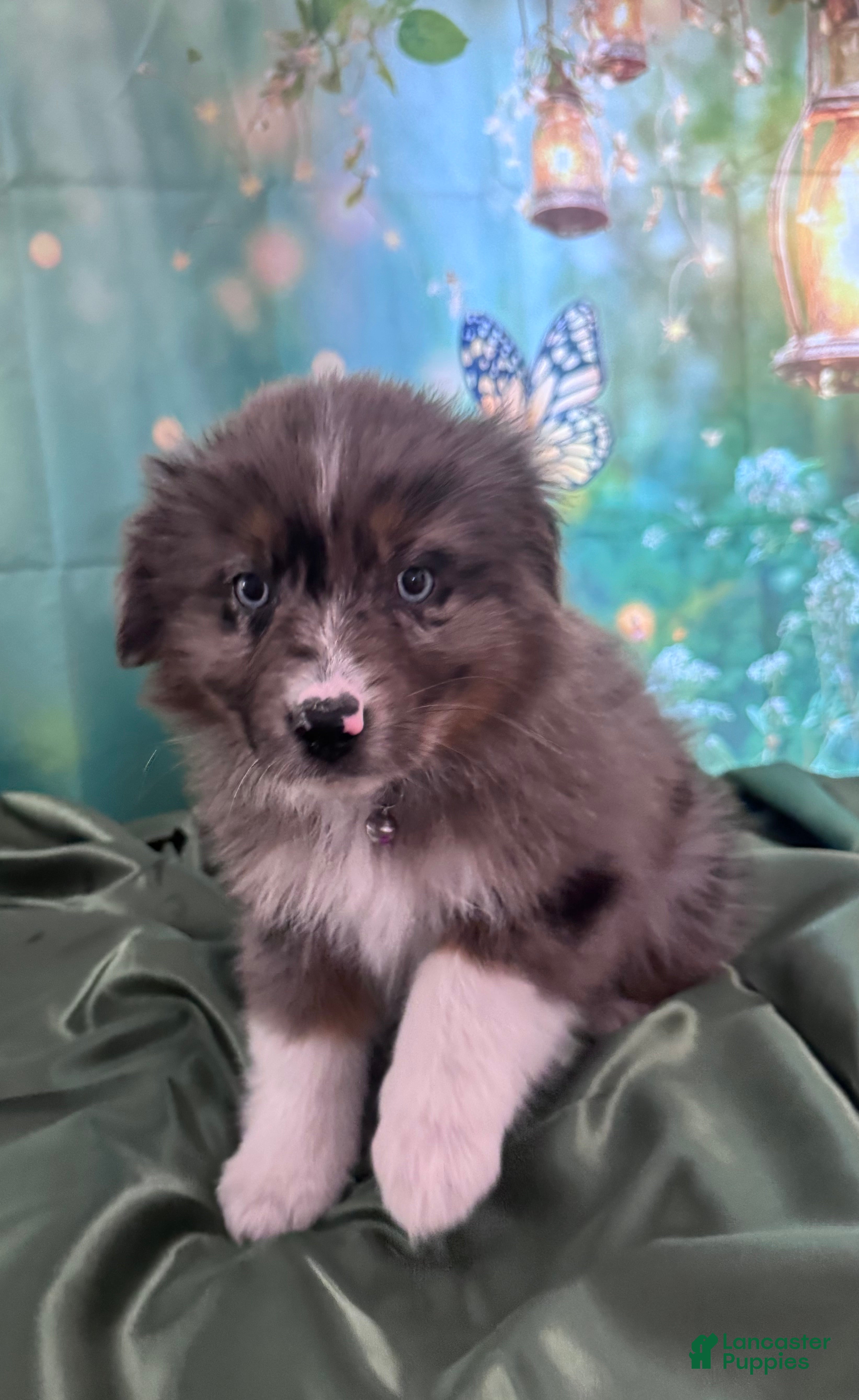 Australian Shepherd dogs Australian Shepherd Puppy - Purple Collar - Ad 2