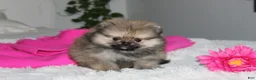Pomeranian dogs for sale: Tiny Tessa - Ad 5