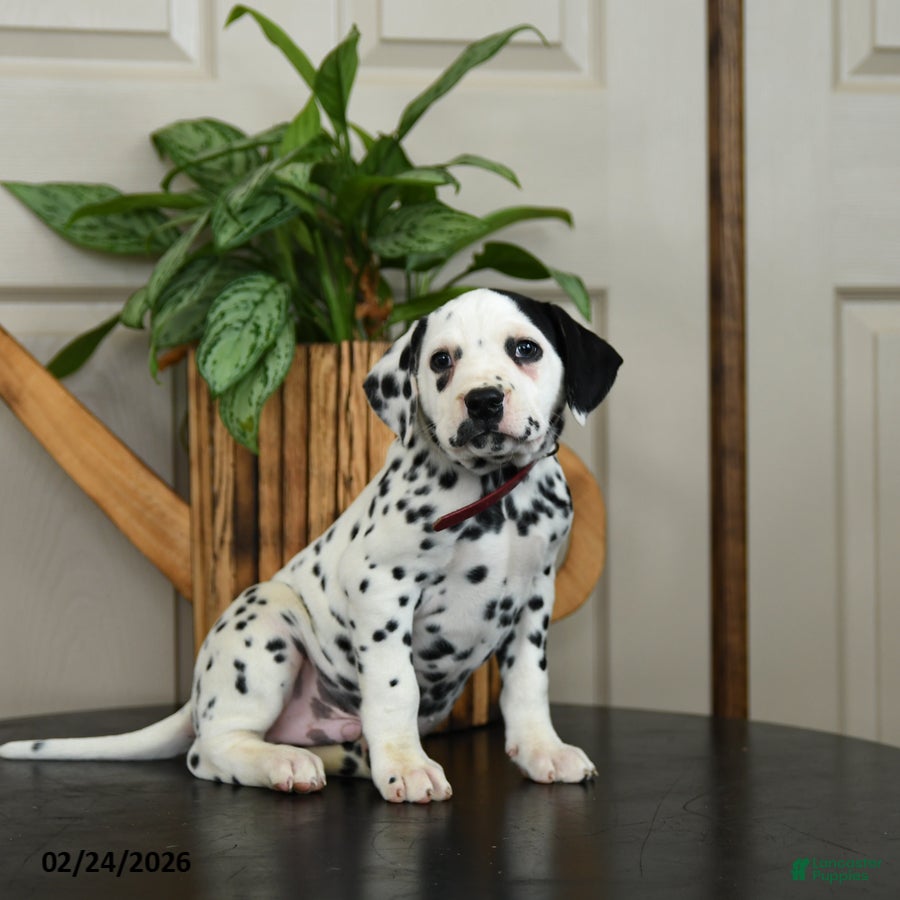 Dalmatian dogs Kyle - Ad 1