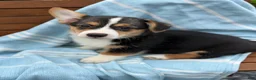 Welsh Corgi Pembroke dogs for sale: Jett - Ad 3
