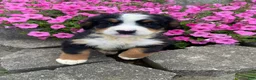 Bernese Mountain Dog dogs for sale: Dolly - Ad 8