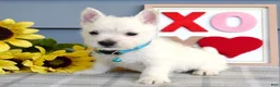 West Highland Terrier dogs for sale: Brody  - Ad 6