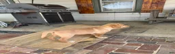 Labrador Retriever dogs for sale: Joy- Pink collar - Ad 2