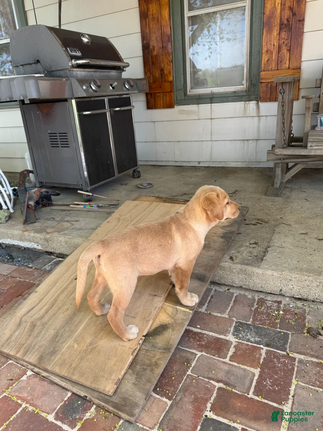 Labrador Retriever dogs for sale: Joy- Pink collar - Ad 2