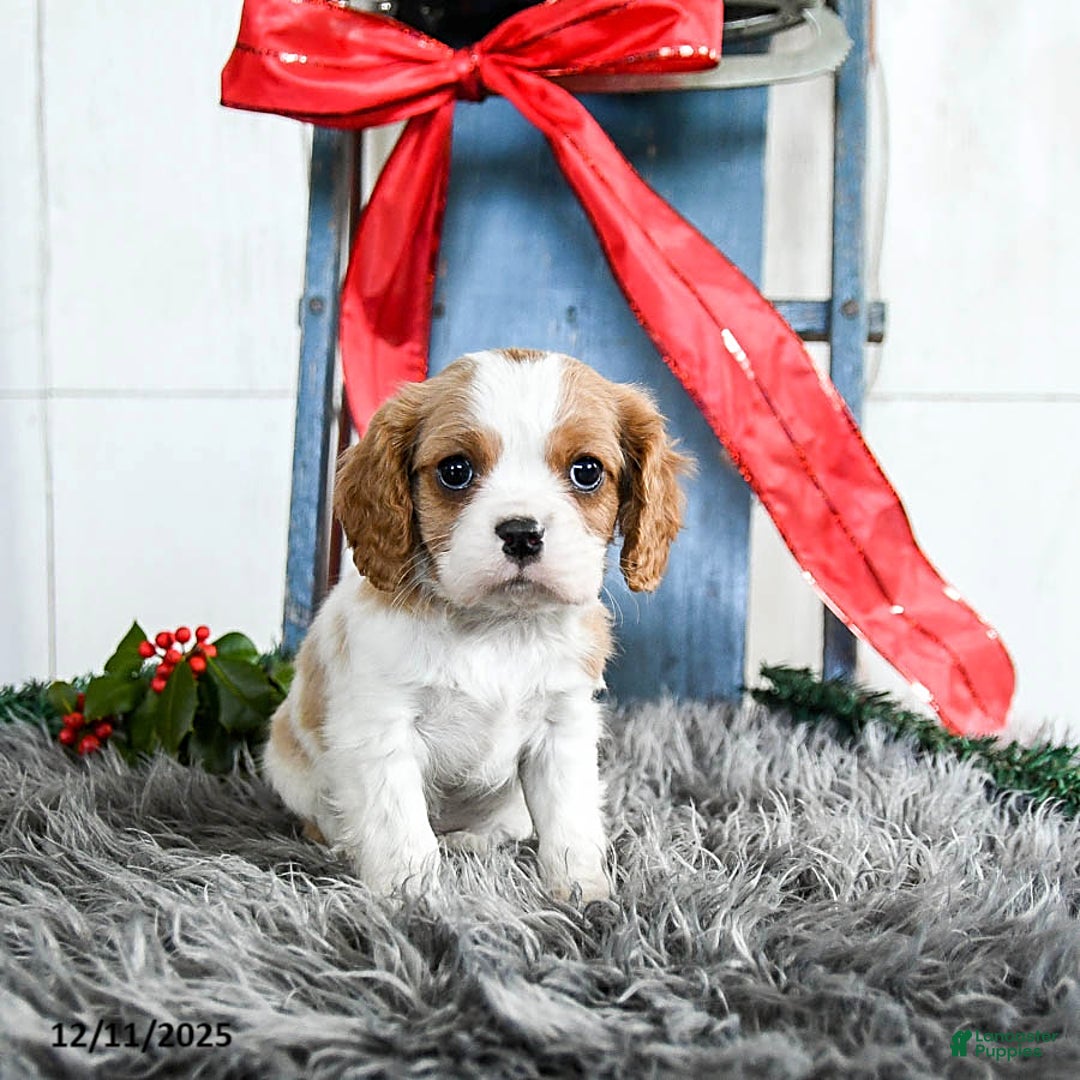 Cavalier King Charles Spaniel dogs for sale: Jinx - Ad 3
