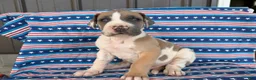 Great Dane dogs for sale: Parker Great Dane  - Ad 1