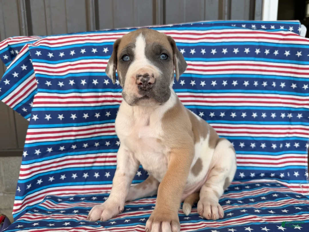 Great Dane dogs for sale: Parker Great Dane  - Ad 1