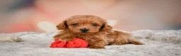 Toy Poodle dogs for sale: Joey - Ad 7
