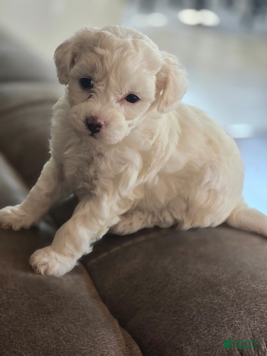 Maltipoo dogs for sale: Maltipoo Puppy 3 - Ad 1