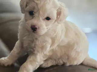 Maltipoo dogs Maltipoo Puppy 3 - Ad 22