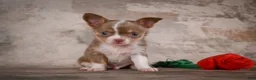 Chihuahua dogs for sale: Eli - Ad 12