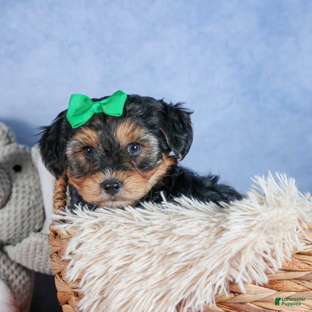 Yochon dogs for sale: MAX - Ad 12