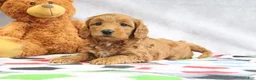 Mini Goldendoodle dogs for sale: Athena - Ad 4