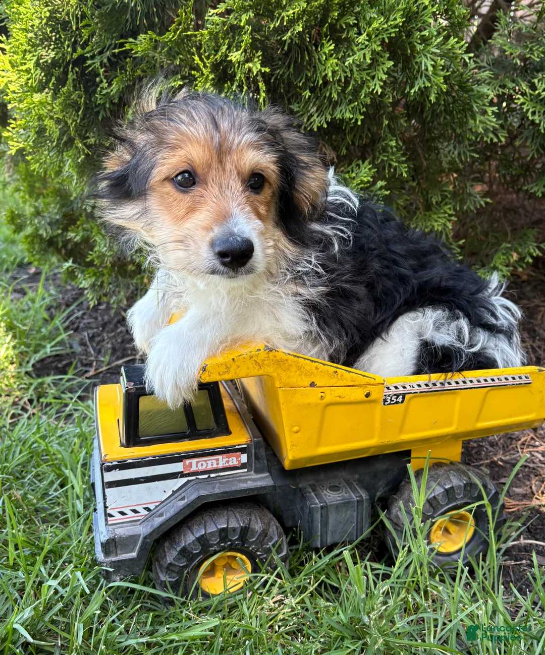 Mixed Breed dogs for sale: Rio - Ad 1