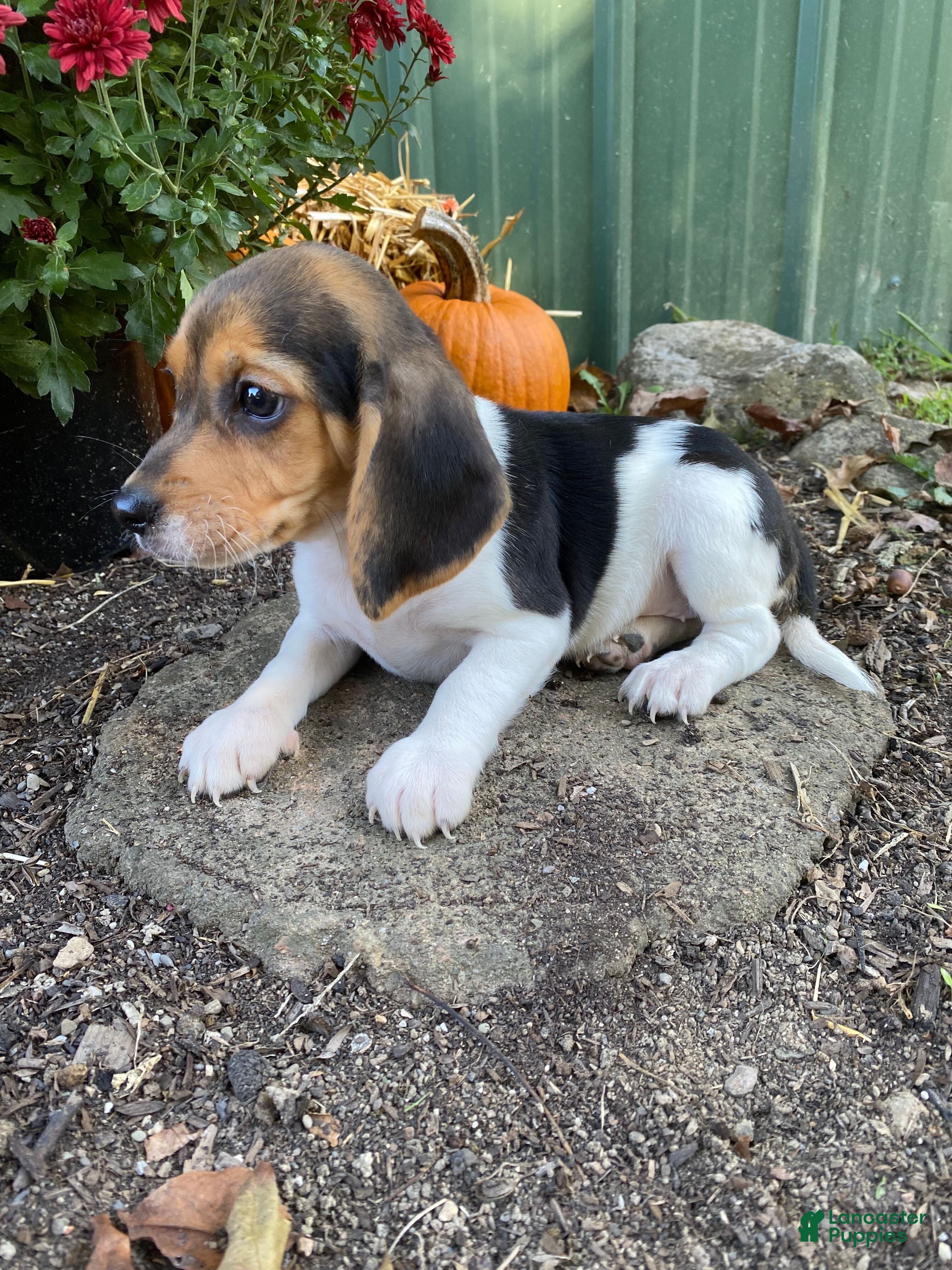 Beagle Puppies for sale in Ohio Lancaster Puppies