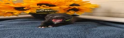 Mixed Breed dogs for sale: Timon (neon green collar) - Ad 4