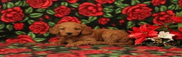 Mini Goldendoodle dogs for sale: Clementine - Ad 4