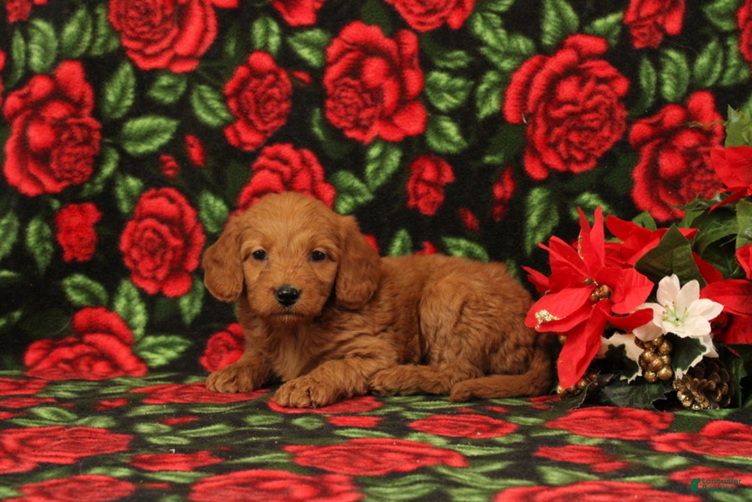 Mini Goldendoodle dogs for sale: Clementine - Ad 4