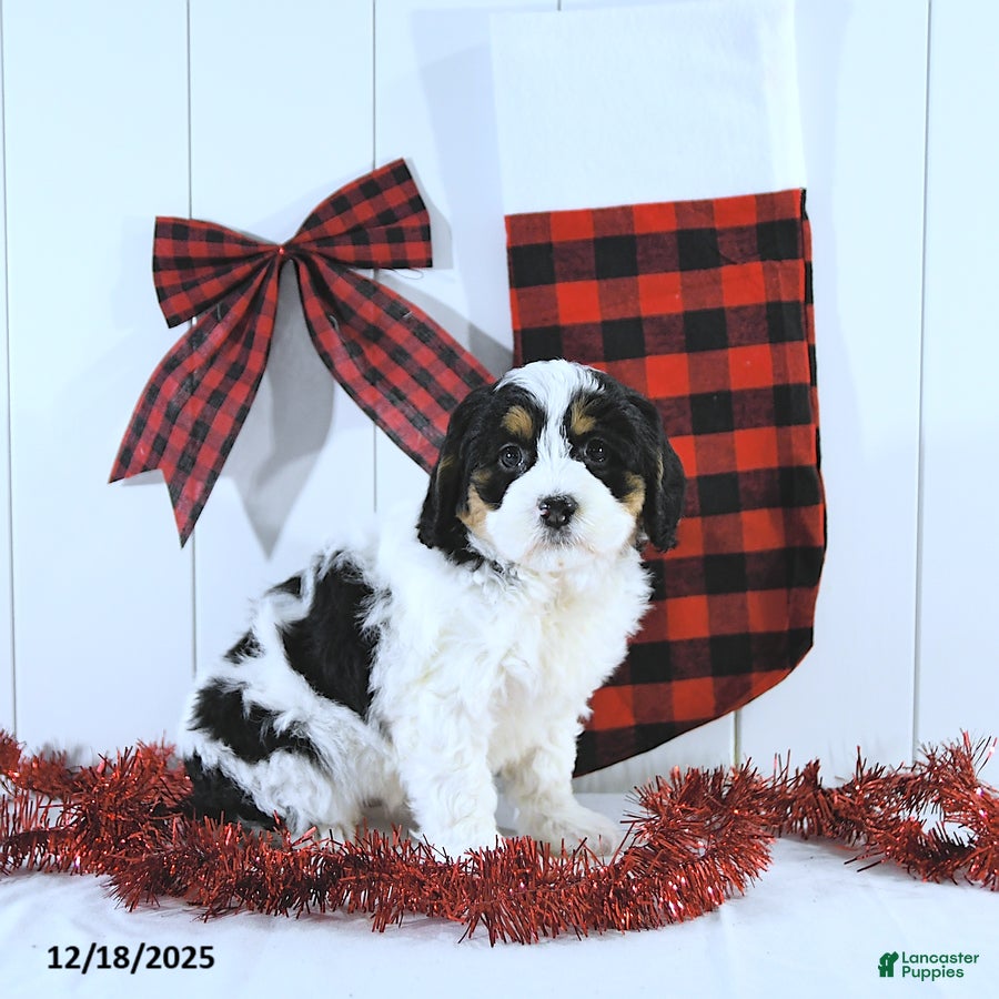 Mini Bernedoodle dogs Sylvester - Ad 5