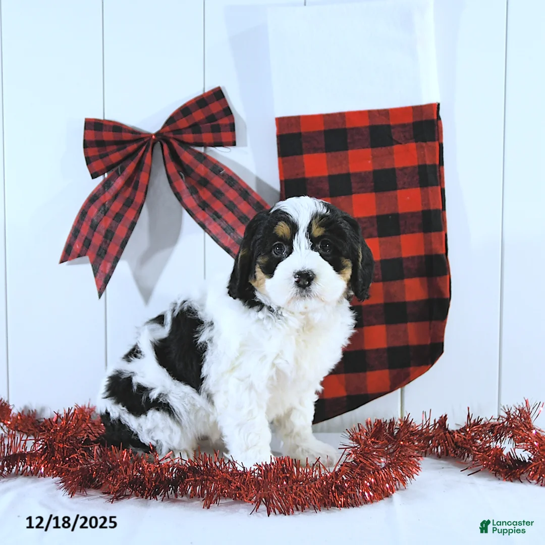 Mini Bernedoodle dogs for sale: Sylvester - Ad 1