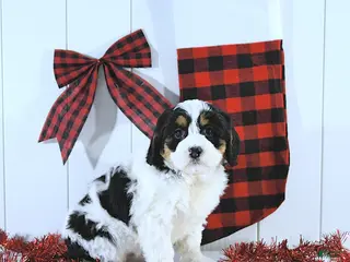 Mini Bernedoodle dogs Sylvester - Ad 4