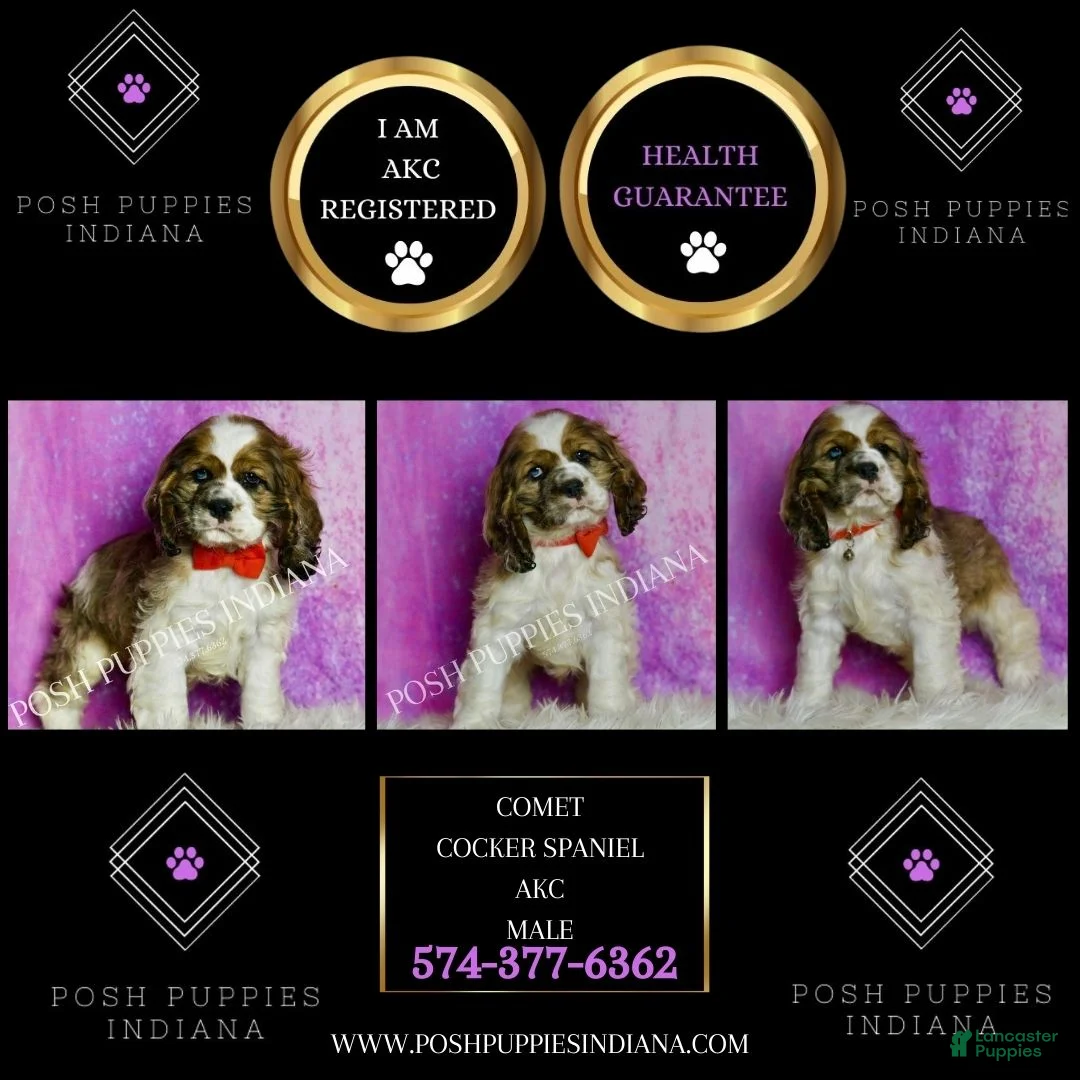 Cocker Spaniel dogs for sale: Comet - Ad 2