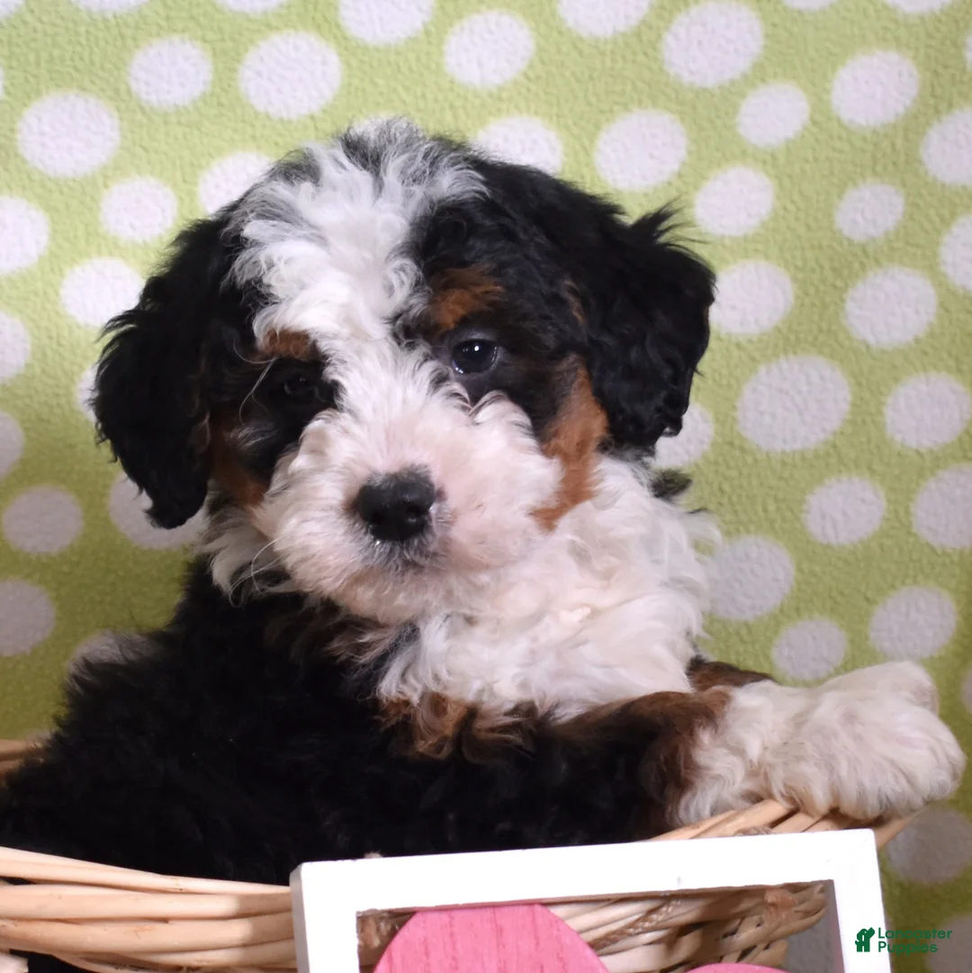Bernedoodle dogs for sale: Gabby - Ad 6