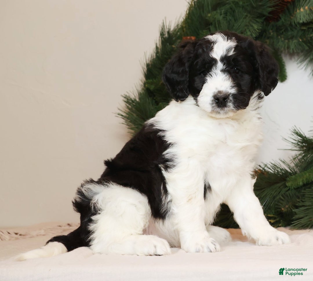 Saint Berdoodles dogs for sale: Chloe - Ad 3