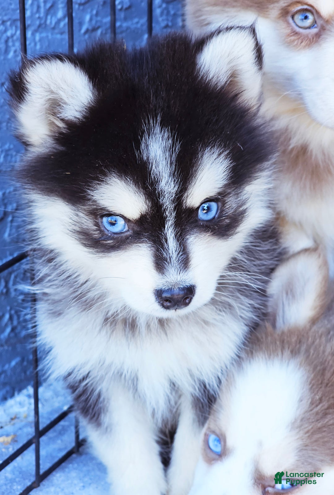 Pomsky dogs for sale: Jasper - Ad 6