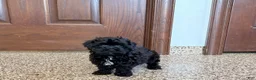 Havapoo dogs for sale: Havapoo Puppy 1 - Ad 2