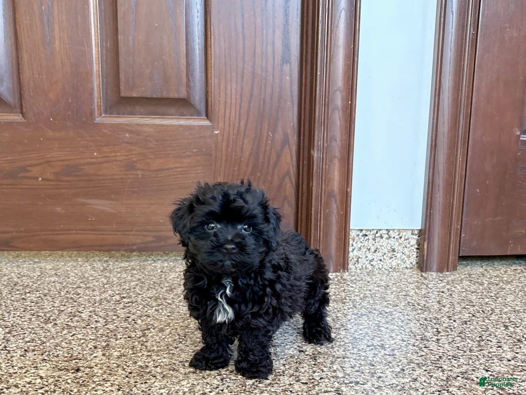 Havapoo dogs for sale: Havapoo Puppy 1 - Ad 2