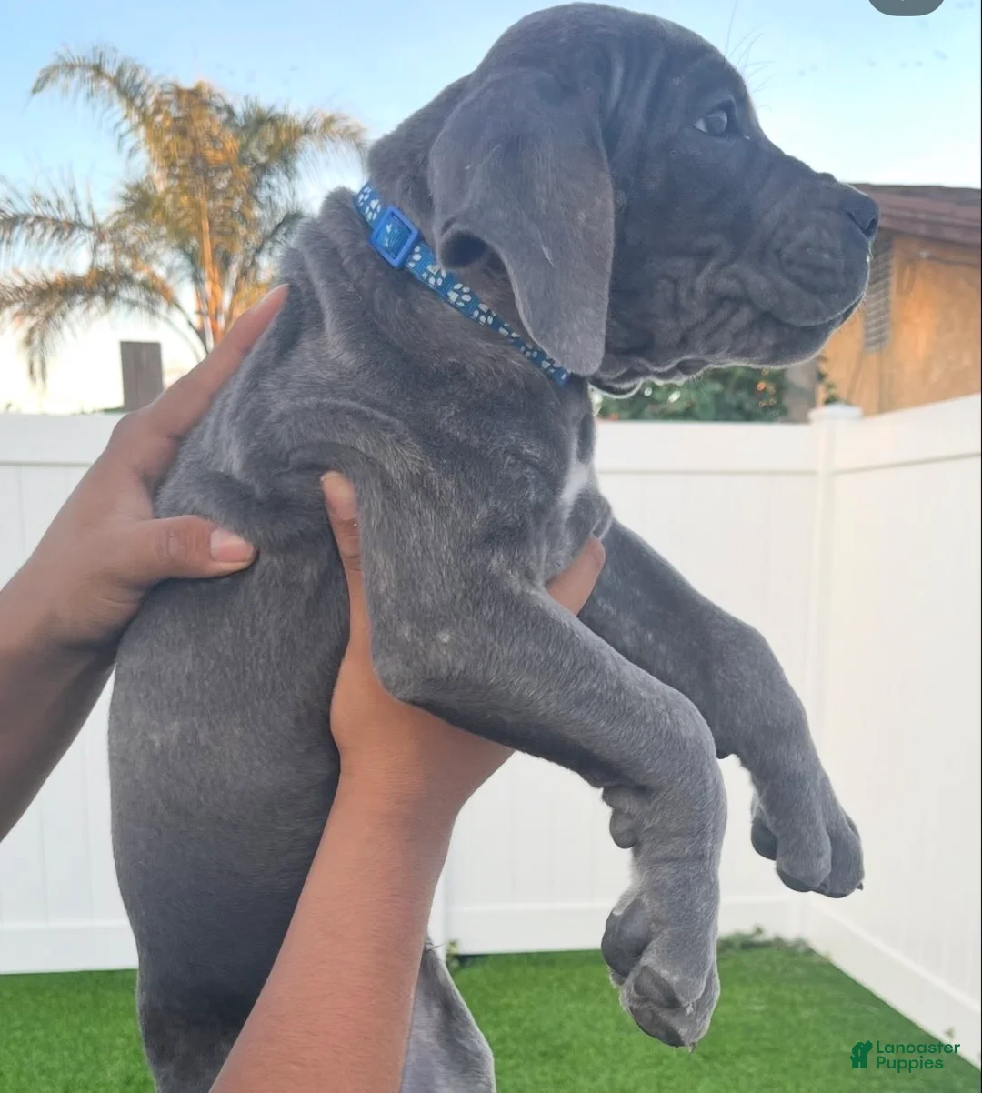 Cane Corso dogs for sale: Cielo - Ad 2