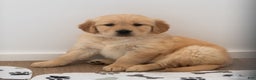 Golden Retriever dogs for sale: Sherlock  - Ad 5