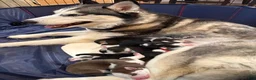 Siberian Husky dogs for sale: Princess Nox - Ad 25