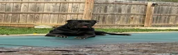Cane Corso dogs for sale: Brown Collar Female - Ad 6